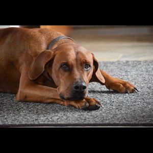 Meet your Posher, Clare